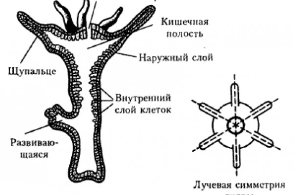 Кракен шоп krakenwebs org