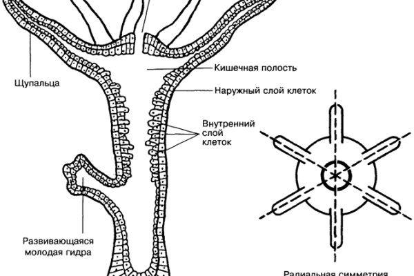 Кракен ат вход